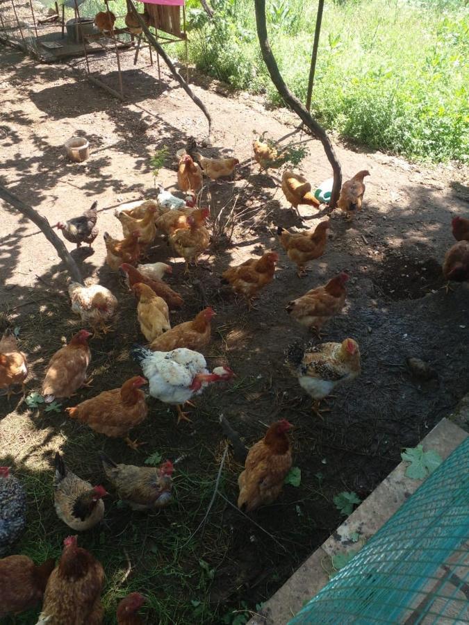 Kasaj Villa Gjirokastra Kültér fotó